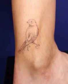 Canario
