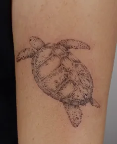 Tortuga